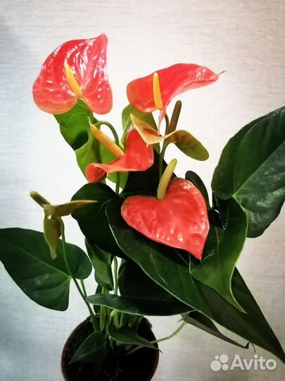 Антуриум алоха оранж