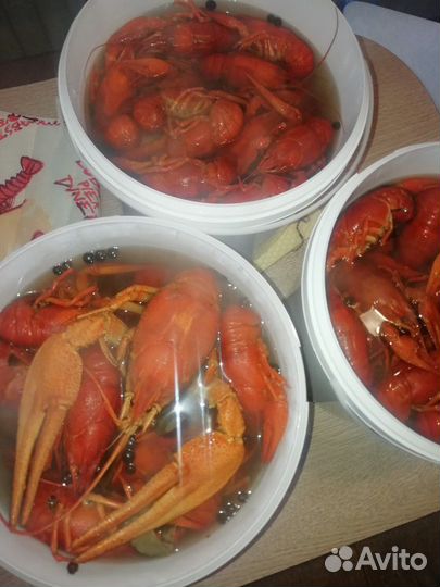 Живые Раки спб