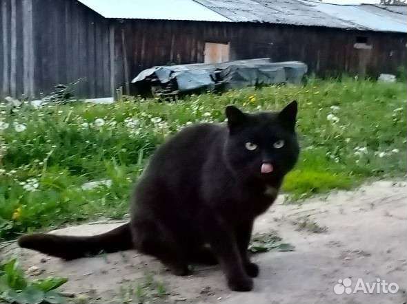 Кот черный