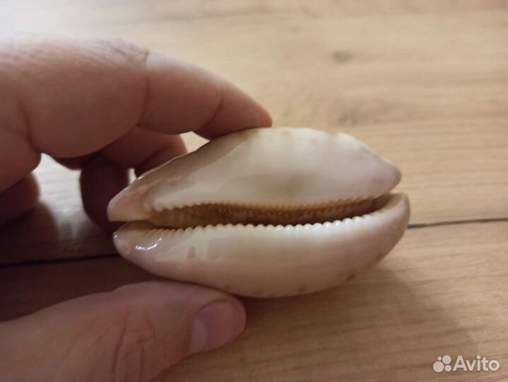 Морская раковина