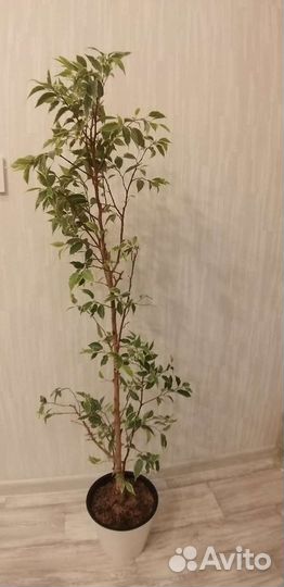 Фикус бенджамина