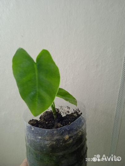 Филодендрон Бурле макс