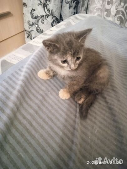 Кошка в дар бесплатно