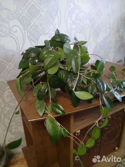 Комнатные растения