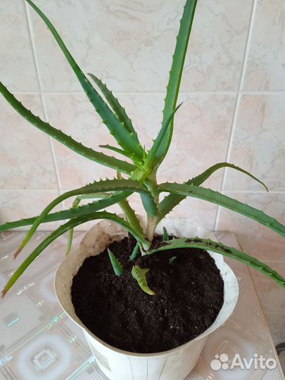 Цветок алоэ