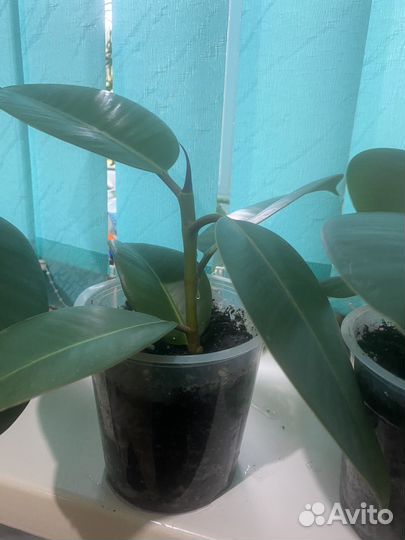 Сансевиерия или «Щучий хвост», фикус