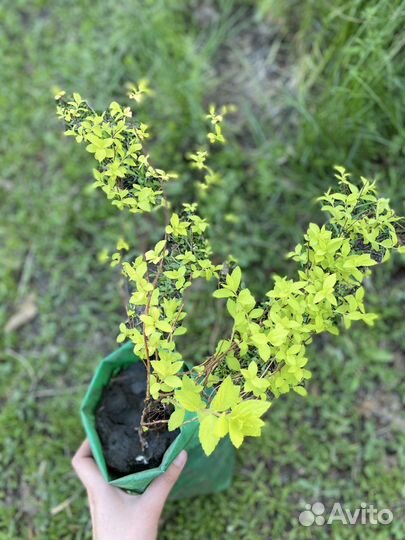 Спирея Голдмаунд