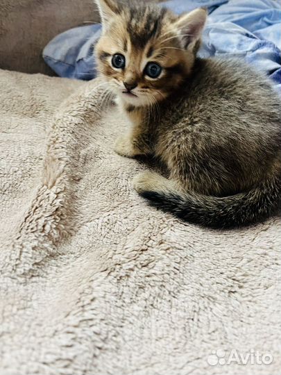 Шотландский котёнок