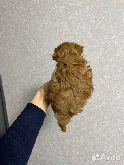 Мальтипу ф1 девочка микро meller brown