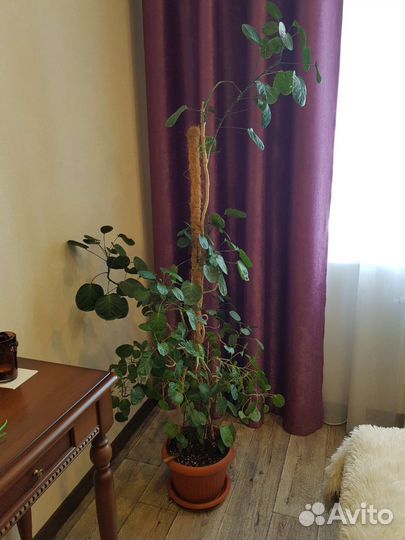 Полисциас Фабиан + росток