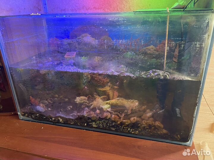 Аквариум