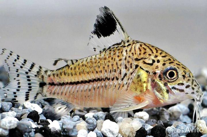 Сомики Коридорасы 12 видов