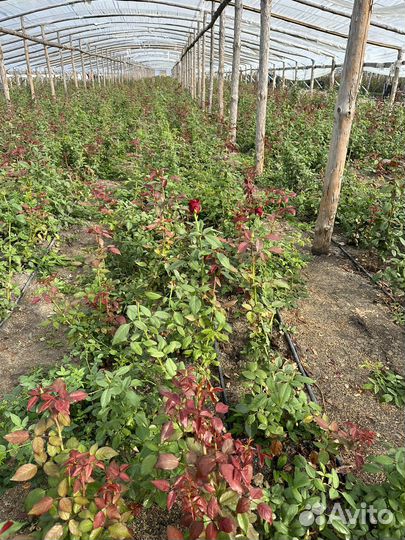 Роза сорт Эксплорэр