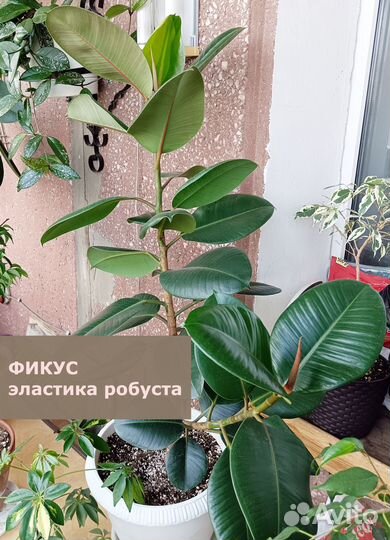 Растения (голлум, зензи, фикус эластика крупный)