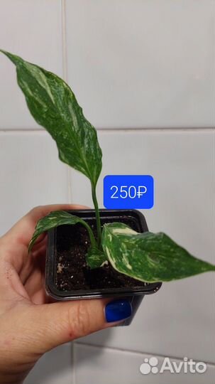 Спатифиллум Джемини