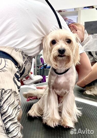 Стрижка йорка