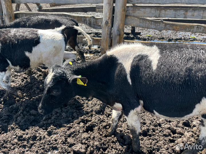 Бычки, телята, телки 1-3 мес