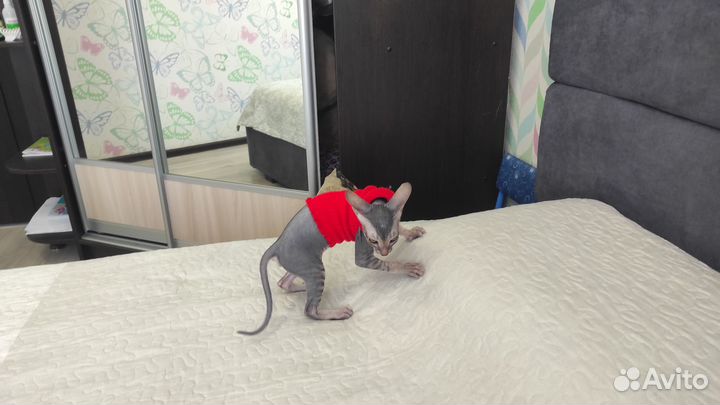 Донской сфинкс. Девочка. 2+ мес