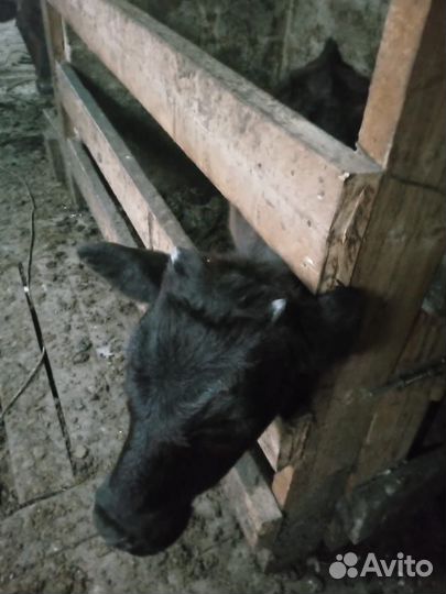 Продам коров и телок