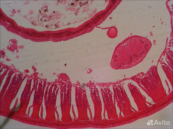 Микроскоп Levenhuk 320 base, монокулярный