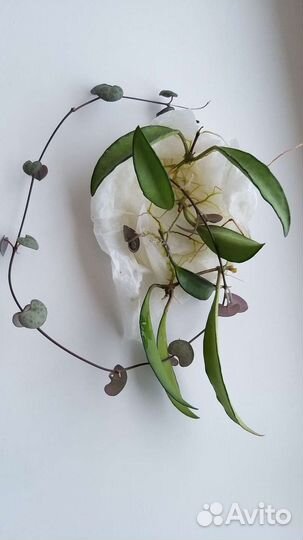 Хойя вайети (Hoya wayetii )