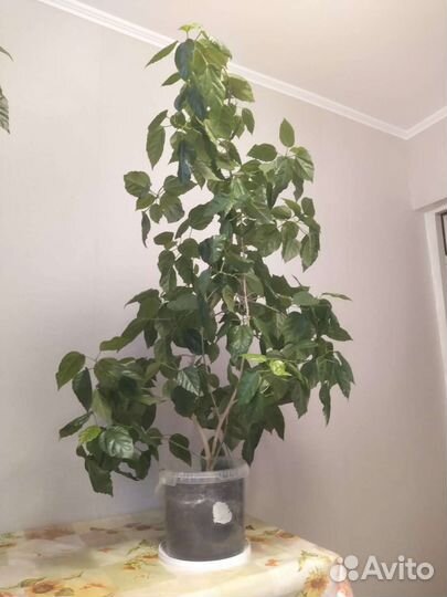 Китайская роза, Гибискус - 1м15см