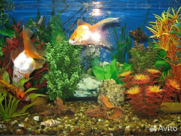 Обслуживание аквариумов