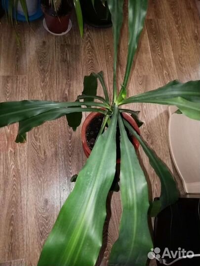 Драцена душистая