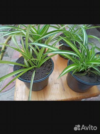 Хлорофитум