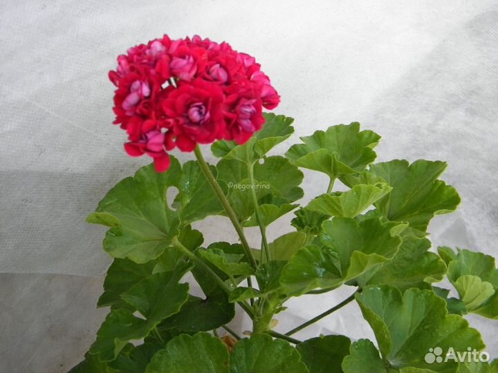 Пеларгония Rosebud Supreme