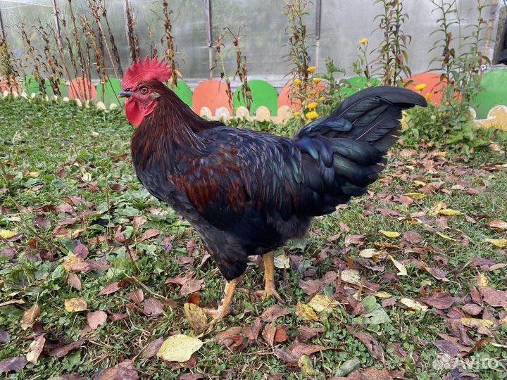 Продаю петушков