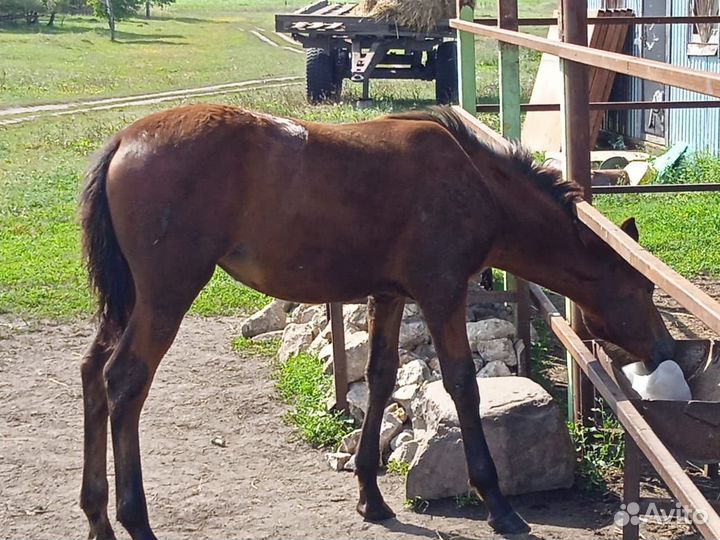 Жеребята 5 месяцев
