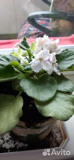 Фиалка сенополия