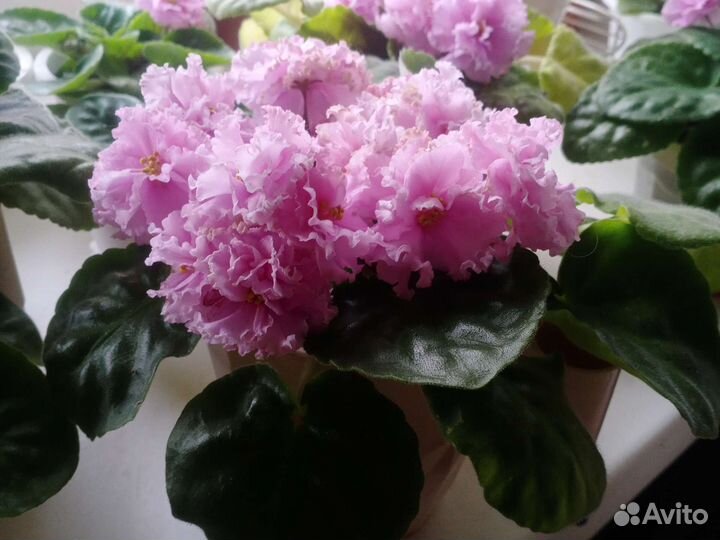 Комнатные цветы фиалки