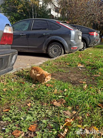 Рыжий котик ищет дом