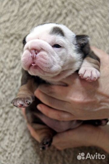 Английский бульдог