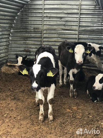 Бычки телята