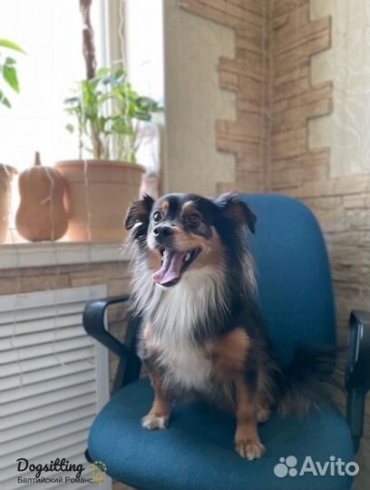 Передержка собак