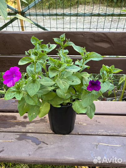 Петуния в кашпо