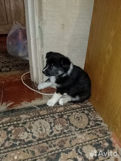 Щенки лайки