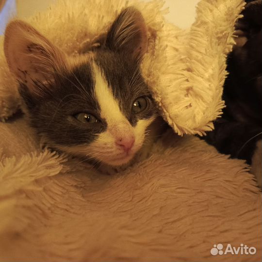 Отдам котят