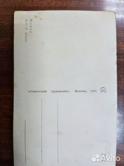 Открытка. Флокс. 1966 год