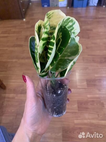 Кротоны Т16, Анх тонг, Ромб