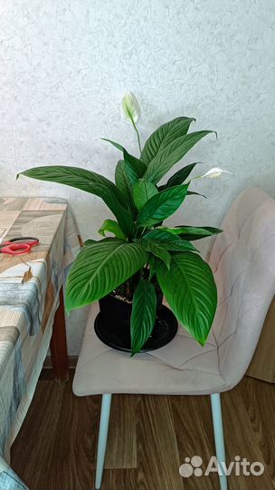 Спатифиллумы