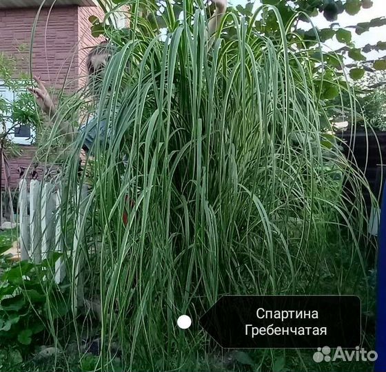 Садовые цветы