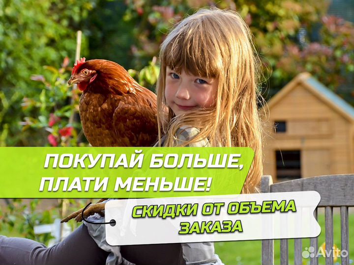 Куры несушки