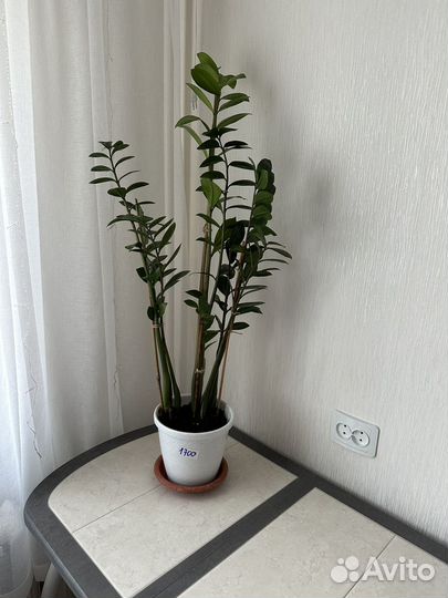 Замиокулькас