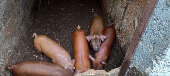 Поросята дюрок