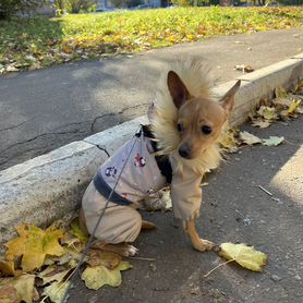 Щенок той-терьера