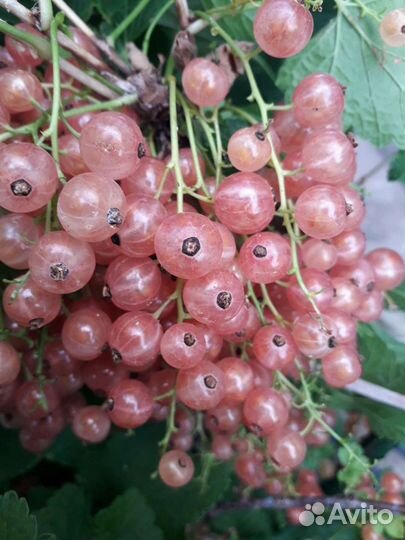 Смородина Шоколадная и др